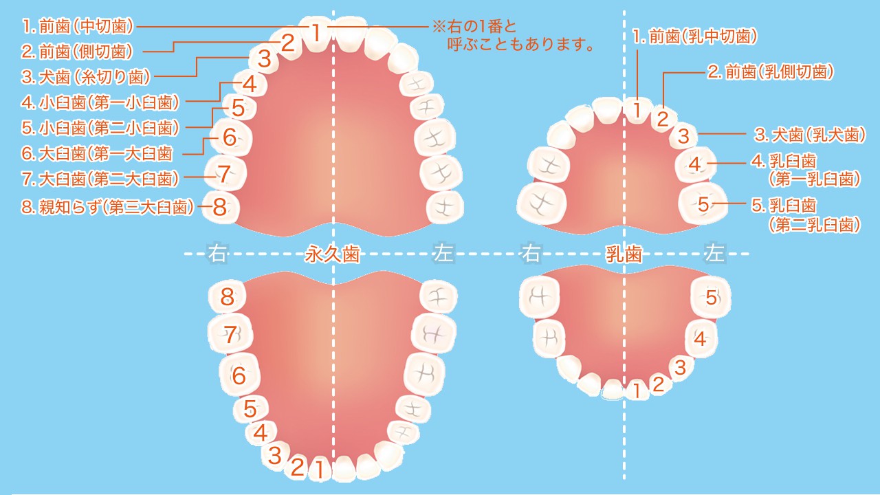 歯の名称