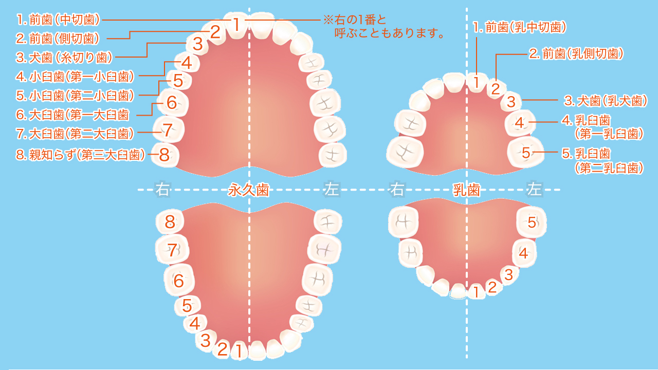 意外と知らない!歯の構造と基礎知識 東大阪の歯医者