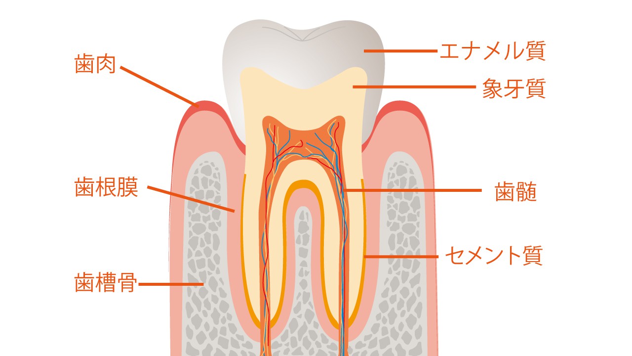 意外と知らない!歯の構造と基礎知識 東大阪の歯医者